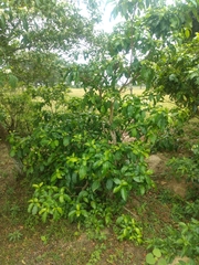 Tabernaemontana laeta