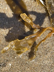 Lessonia trabeculata