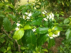 Tabernaemontana laeta