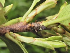 Chinamiris indeclivis