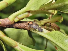 Chinamiris indeclivis