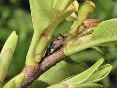 Chinamiris indeclivis