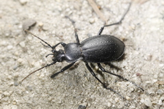 Carabus taedatus