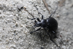 Carabus taedatus