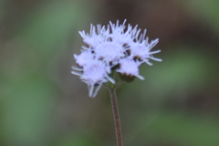 Ageratum corymbosum