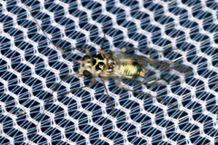 Teliapsocus conterminus