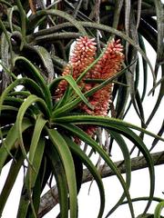 Aloidendron barberae