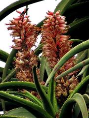 Aloidendron barberae