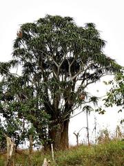 Aloidendron barberae