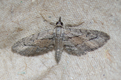 Eupithecia placidata