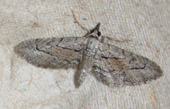Eupithecia placidata
