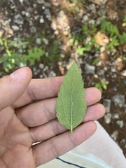 Brickellia cylindracea