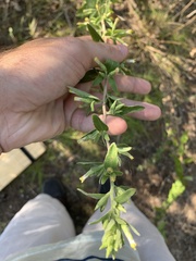 Brickellia cylindracea