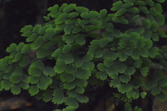 Adiantum raddianum
