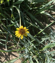 Helianthus ciliaris