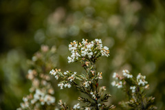 Acrothamnus hookeri