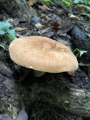 Polyporus radicatus