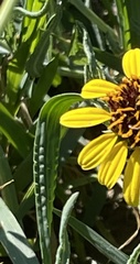 Helianthus ciliaris