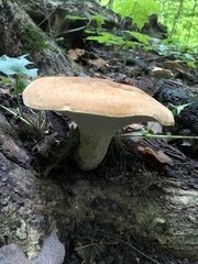 Polyporus radicatus
