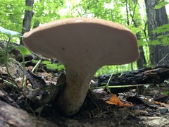 Polyporus radicatus