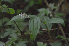 Maianthemum scilloideum