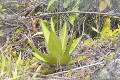 Agave obscura