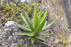 Agave obscura