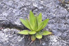 Agave obscura