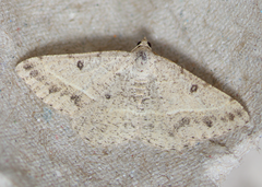Digrammia rippertaria