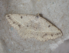 Digrammia rippertaria