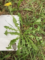 Taraxacum officinale