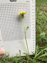 Taraxacum officinale