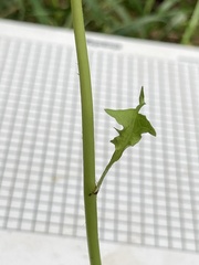 Taraxacum officinale