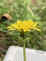 Taraxacum officinale