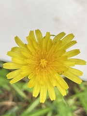 Taraxacum officinale