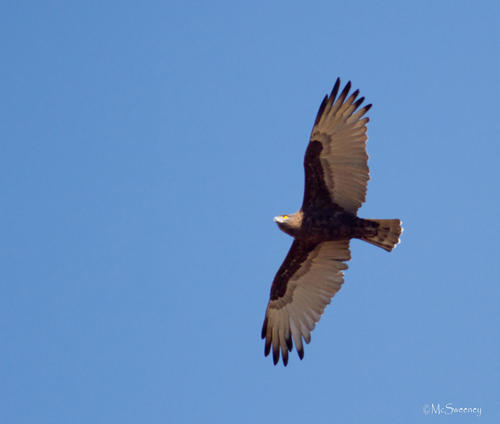 Brown Snake-Eagle