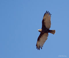 Brown Snake Eagle photo 5