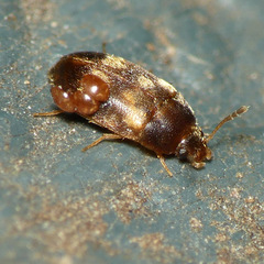 Mycetophagidae