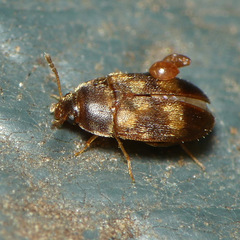 Mycetophagidae