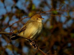 Rattling Cisticola photo 4