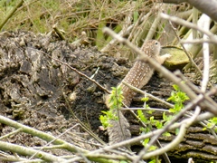 Ictidomys parvidens