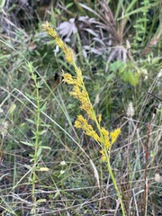 Solidago virgata