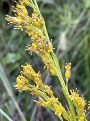 Solidago virgata