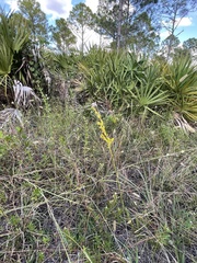 Solidago virgata