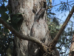 Podargus strigoides brachypterus