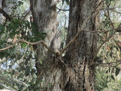 Podargus strigoides brachypterus