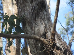 Podargus strigoides brachypterus