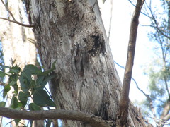 Podargus strigoides brachypterus