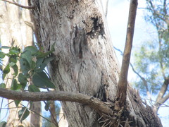 Podargus strigoides brachypterus
