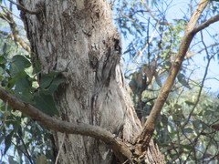Podargus strigoides brachypterus